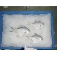 Fresh Chilled Silver Pomfret